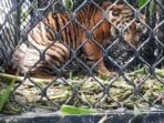 Kena Perangkap, Harimau Sumatera di Gayo Lues Berhasil Diselamatkan