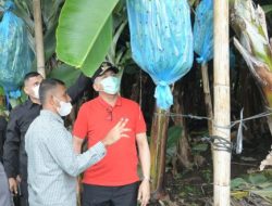 12 Hektare Lahan di Blang Rakal Bakal Ditanami Bibit Pisang Cavendis