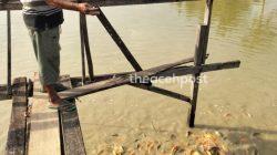 Kisah Pria Asal Pidie Sukses ‘Mendulang’ Ikan Mas di Aceh Tenggara