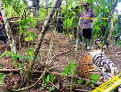 Kena Jerat Babi, Dua Harimau Sumatra Ditemukan Mati di Aceh Timur