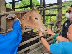 Aceh Tamiang Dapat 300 Dosis Vaksin PMK