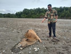 806 Ternak di Nagan Raya Diduga Terinfeksi PMK, Ada yang Mati