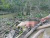 Mayat Tanpa Identitas Mengapung di Sungai Peureulak, Aceh Timur