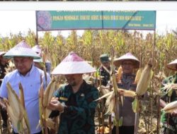 Kodim 0108 Aceh Tenggara Panen Jagung Perdana