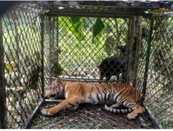 Harimau Sumatera di Aceh Selatan Masuk Perangkap