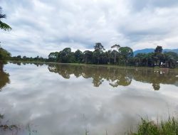 Sungai dan Parit Dangkal, Puluhan Hektar Sawah di Jeumpa Abdya Digenangi Banjir