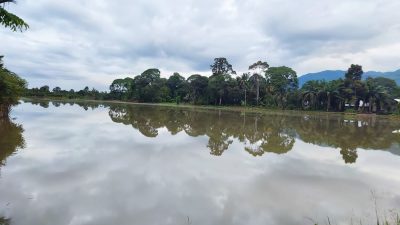 Sungai dan Parit Dangkal, Puluhan Hektar Sawah di Jeumpa Abdya Digenangi Banjir